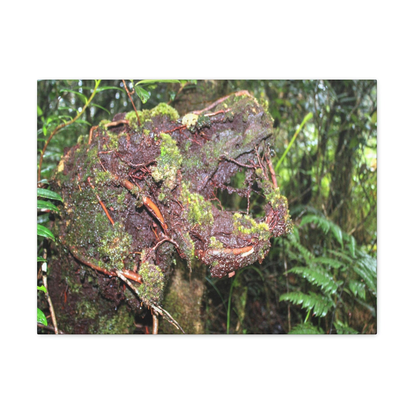 EYNF - Canvas Gallery Wraps - The CRY of DEATH - a decaying trunk close to Tradewinds trail - El Yunque rainforest PR - Green Forest Home