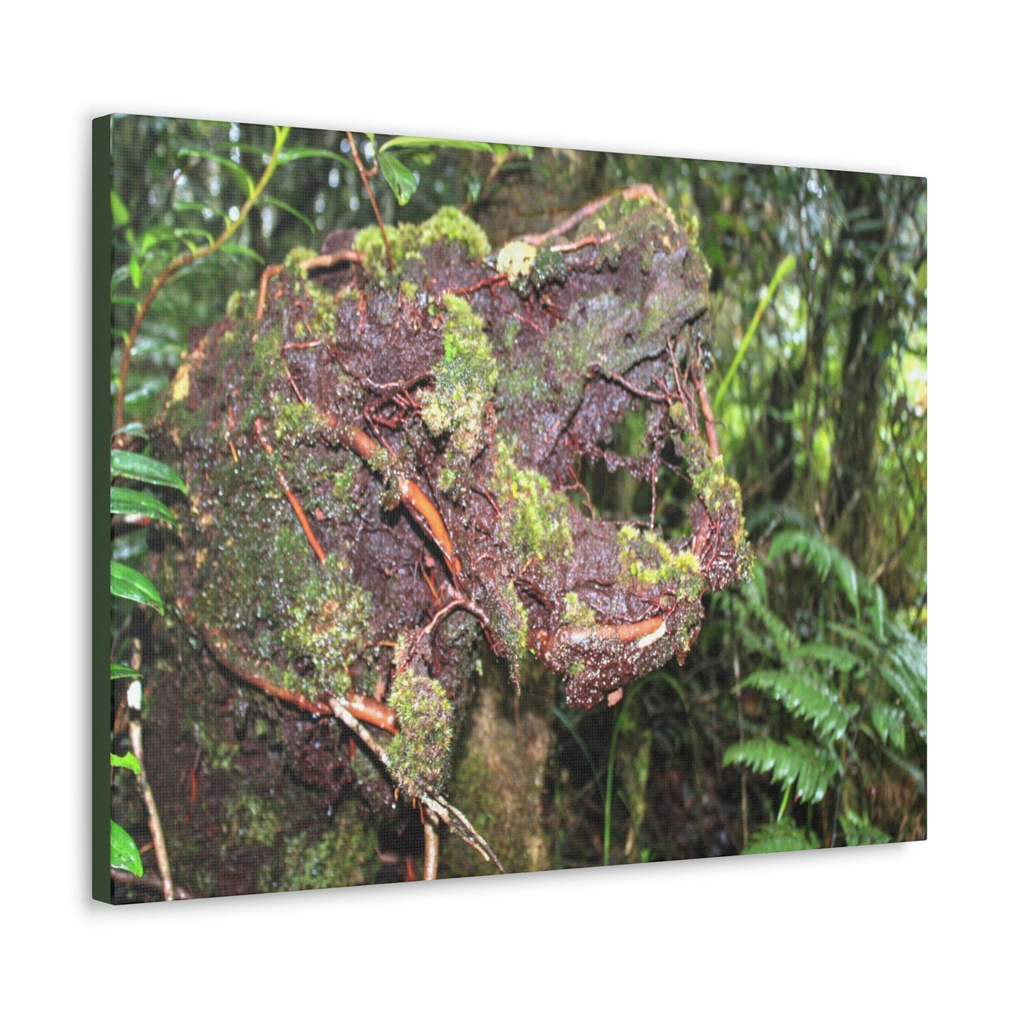 EYNF - Canvas Gallery Wraps - The CRY of DEATH - a decaying trunk close to Tradewinds trail - El Yunque rainforest PR - Green Forest Home