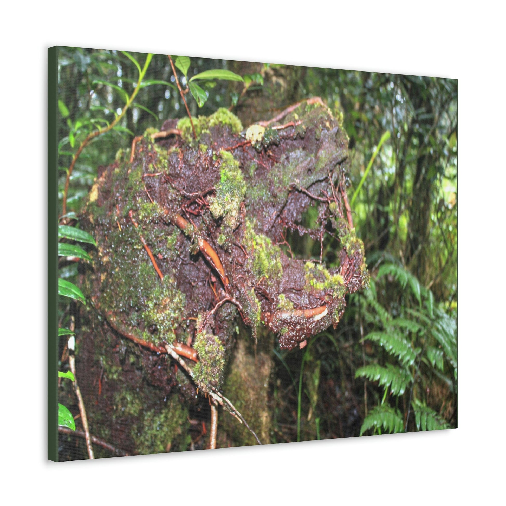 EYNF - Canvas Gallery Wraps - The CRY of DEATH - a decaying trunk close to Tradewinds trail - El Yunque rainforest PR - Green Forest Home