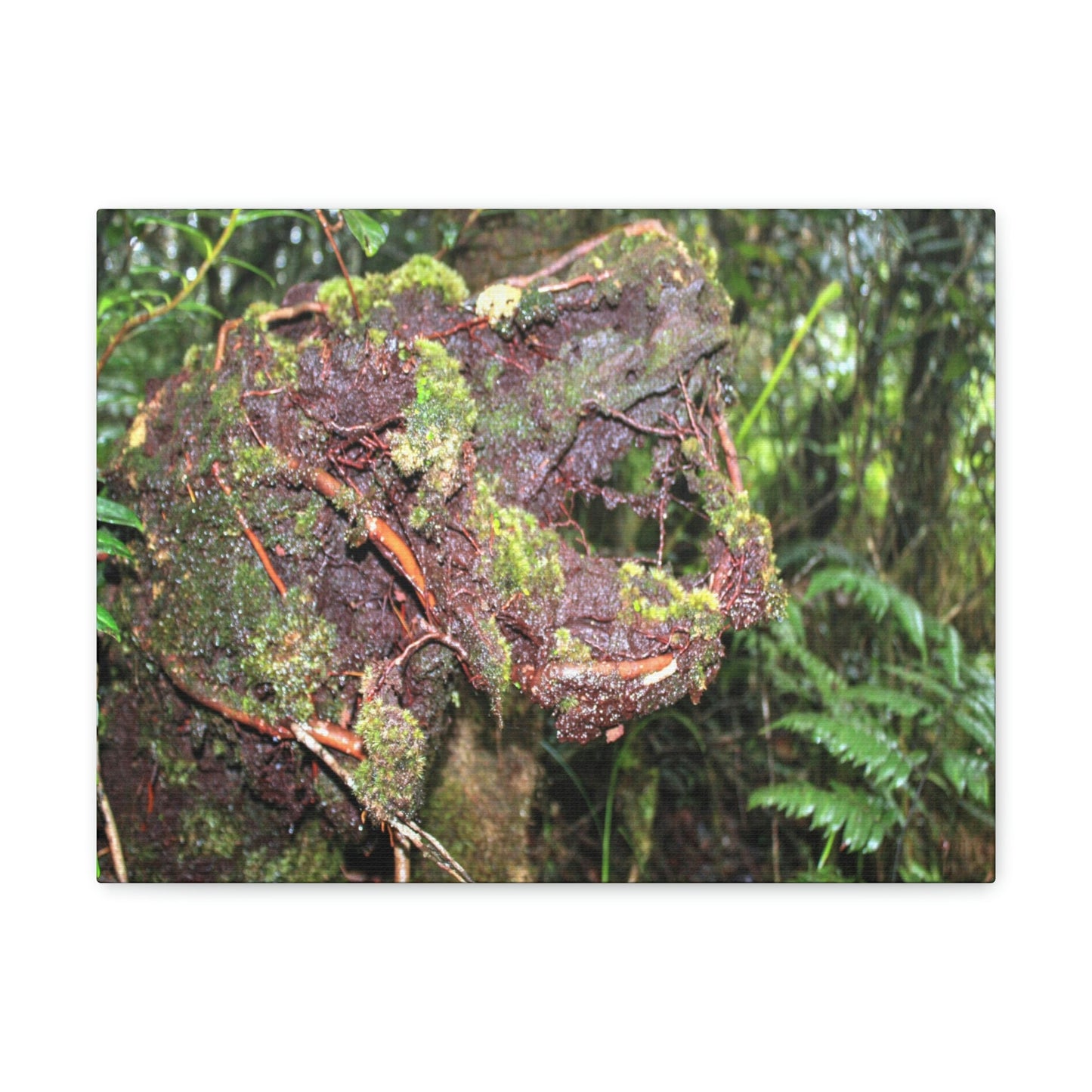 EYNF - Canvas Gallery Wraps - The CRY of DEATH - a decaying trunk close to Tradewinds trail - El Yunque rainforest PR - Green Forest Home