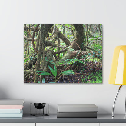 EYNF - Canvas Gallery Wraps - The Dancing trees in Tradewinds trail - El Yunque rainforest PR - Green Forest Home