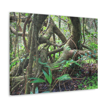 EYNF - Canvas Gallery Wraps - The Dancing trees in Tradewinds trail - El Yunque rainforest PR - Green Forest Home