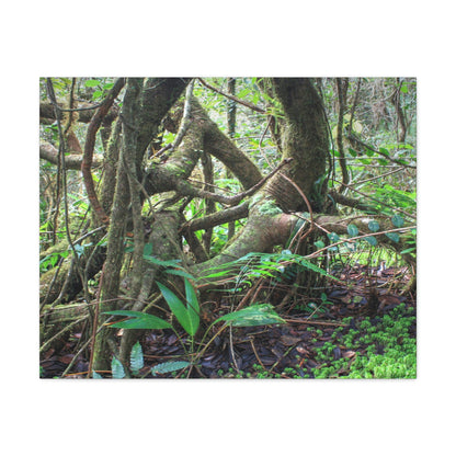 EYNF - Canvas Gallery Wraps - The Dancing trees in Tradewinds trail - El Yunque rainforest PR - Green Forest Home