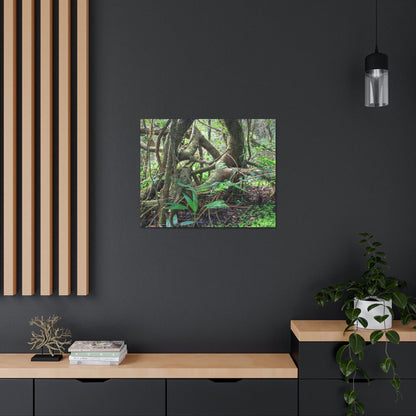 EYNF - Canvas Gallery Wraps - The Dancing trees in Tradewinds trail - El Yunque rainforest PR - Green Forest Home