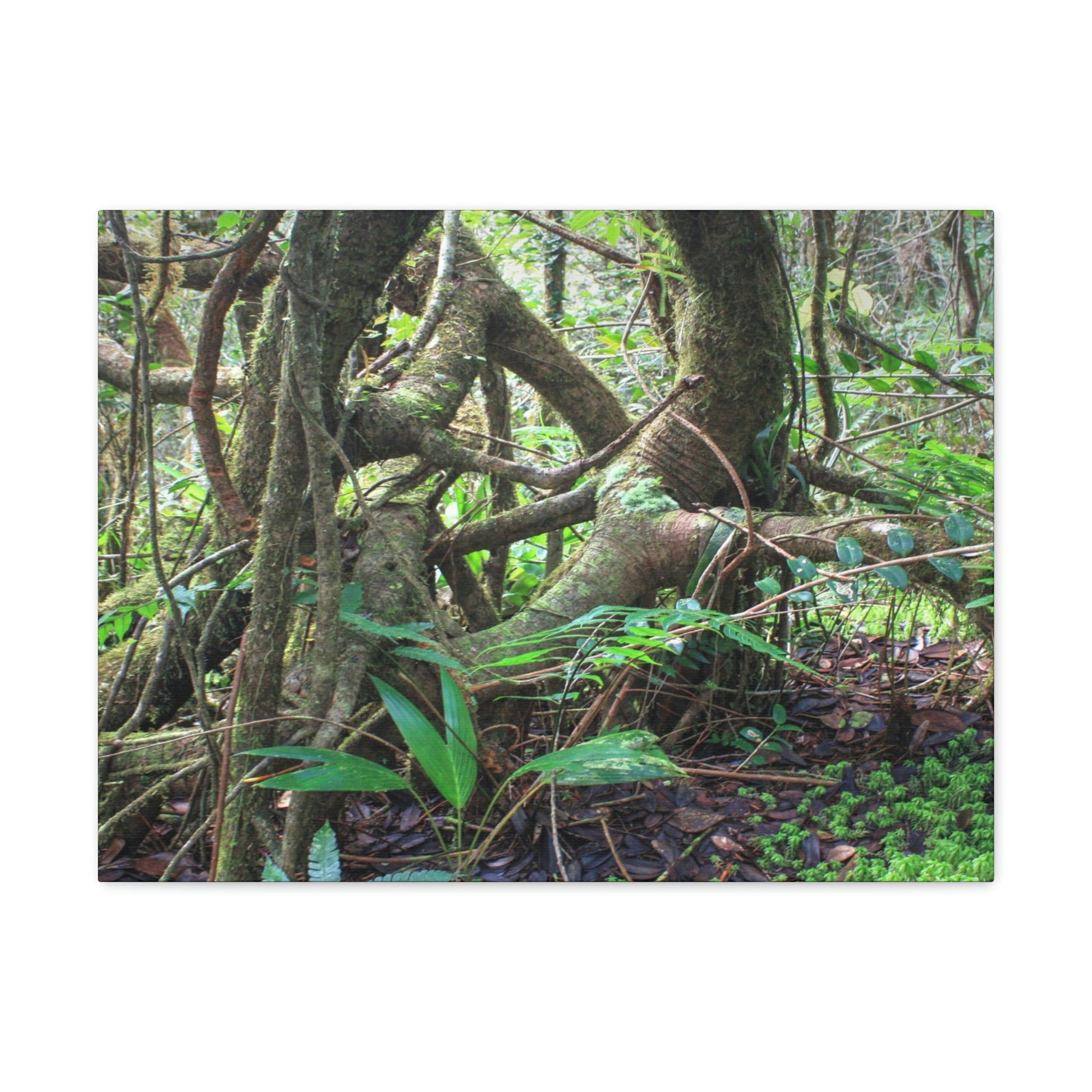 EYNF - Canvas Gallery Wraps - The Dancing trees in Tradewinds trail - El Yunque rainforest PR - Green Forest Home