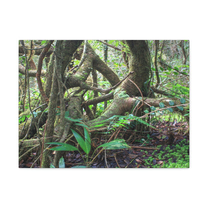 EYNF - Canvas Gallery Wraps - The Dancing trees in Tradewinds trail - El Yunque rainforest PR - Green Forest Home