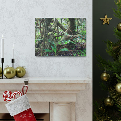 EYNF - Canvas Gallery Wraps - The Dancing trees in Tradewinds trail - El Yunque rainforest PR - Green Forest Home