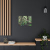 EYNF - Canvas Gallery Wraps - The Dancing trees in Tradewinds trail - El Yunque rainforest PR - Green Forest Home