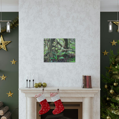 EYNF - Canvas Gallery Wraps - The Dancing trees in Tradewinds trail - El Yunque rainforest PR - Green Forest Home