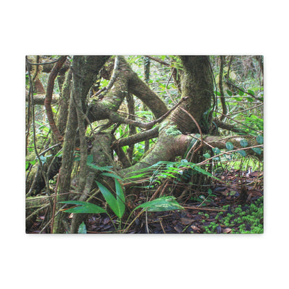 EYNF - Canvas Gallery Wraps - The Dancing trees in Tradewinds trail - El Yunque rainforest PR - Green Forest Home