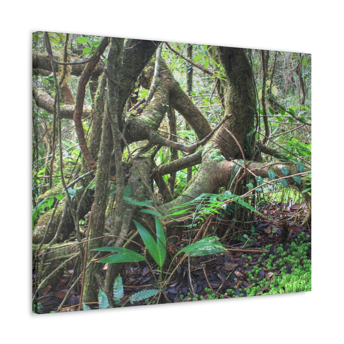 EYNF - Canvas Gallery Wraps - The Dancing trees in Tradewinds trail - El Yunque rainforest PR - Green Forest Home