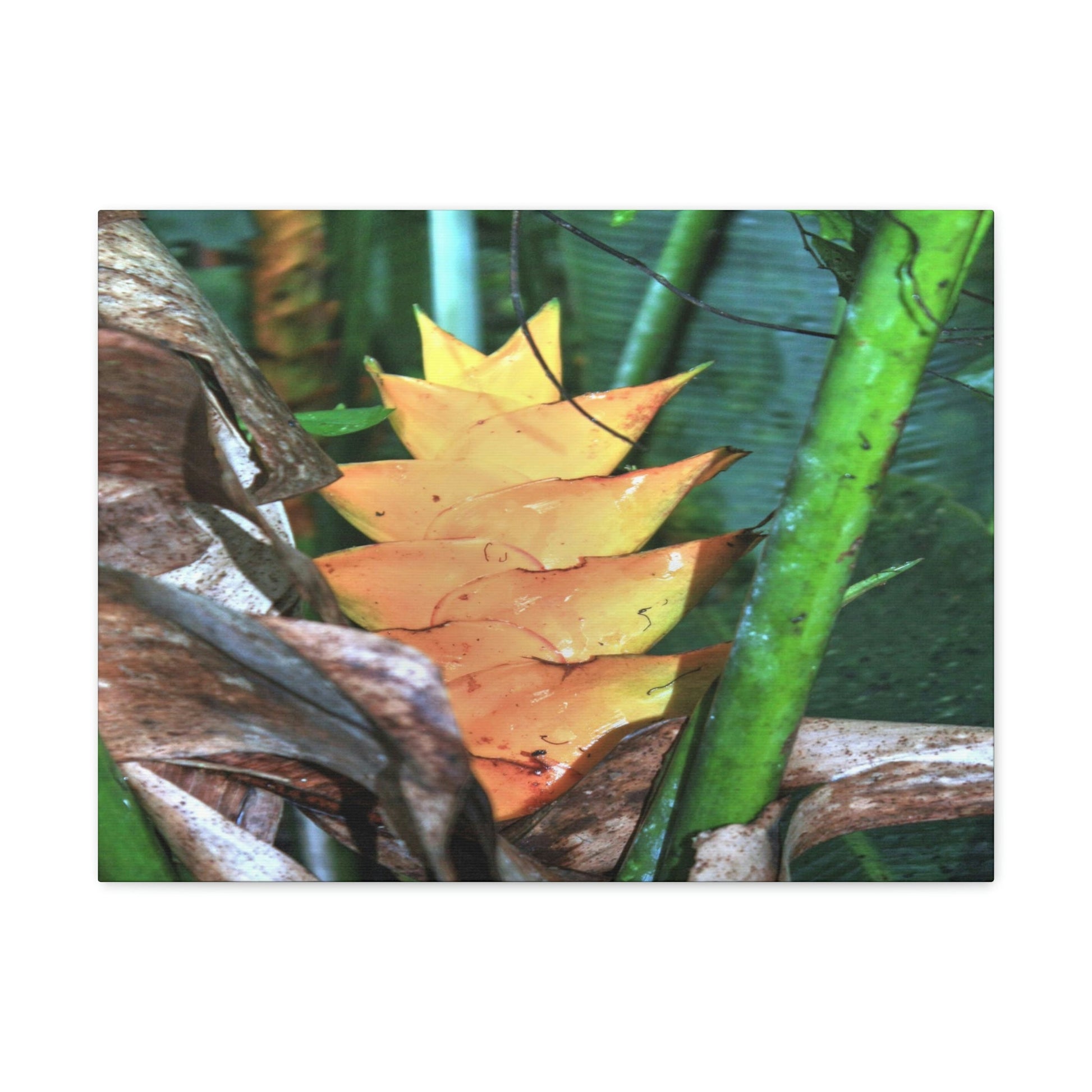 EYNF - Canvas Gallery Wraps - The Heliconia tropical flower - closed PR 191 road - El Yunque rainforest PR - Green Forest Home