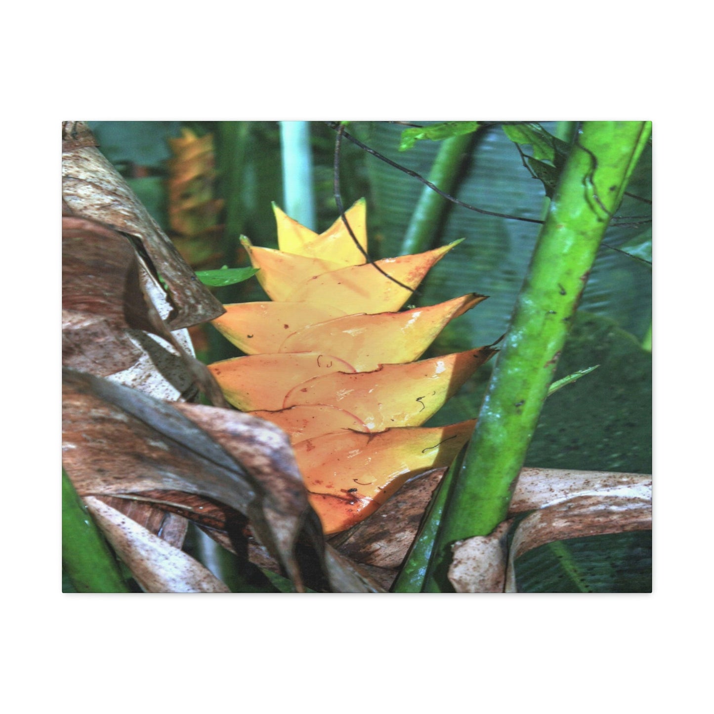 EYNF - Canvas Gallery Wraps - The Heliconia tropical flower - closed PR 191 road - El Yunque rainforest PR - Green Forest Home