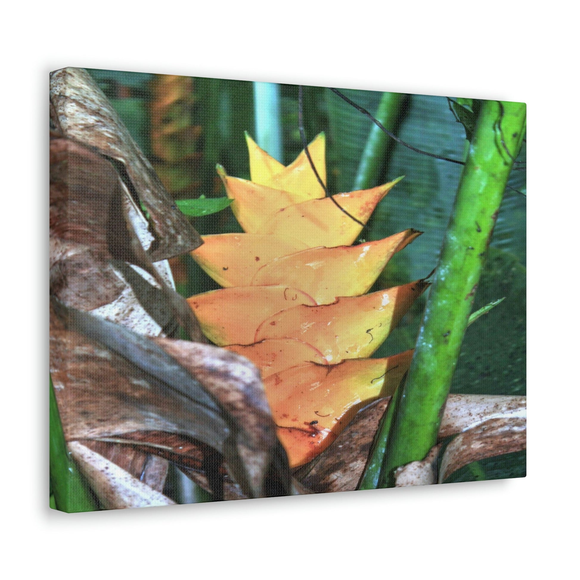 EYNF - Canvas Gallery Wraps - The Heliconia tropical flower - closed PR 191 road - El Yunque rainforest PR - Green Forest Home