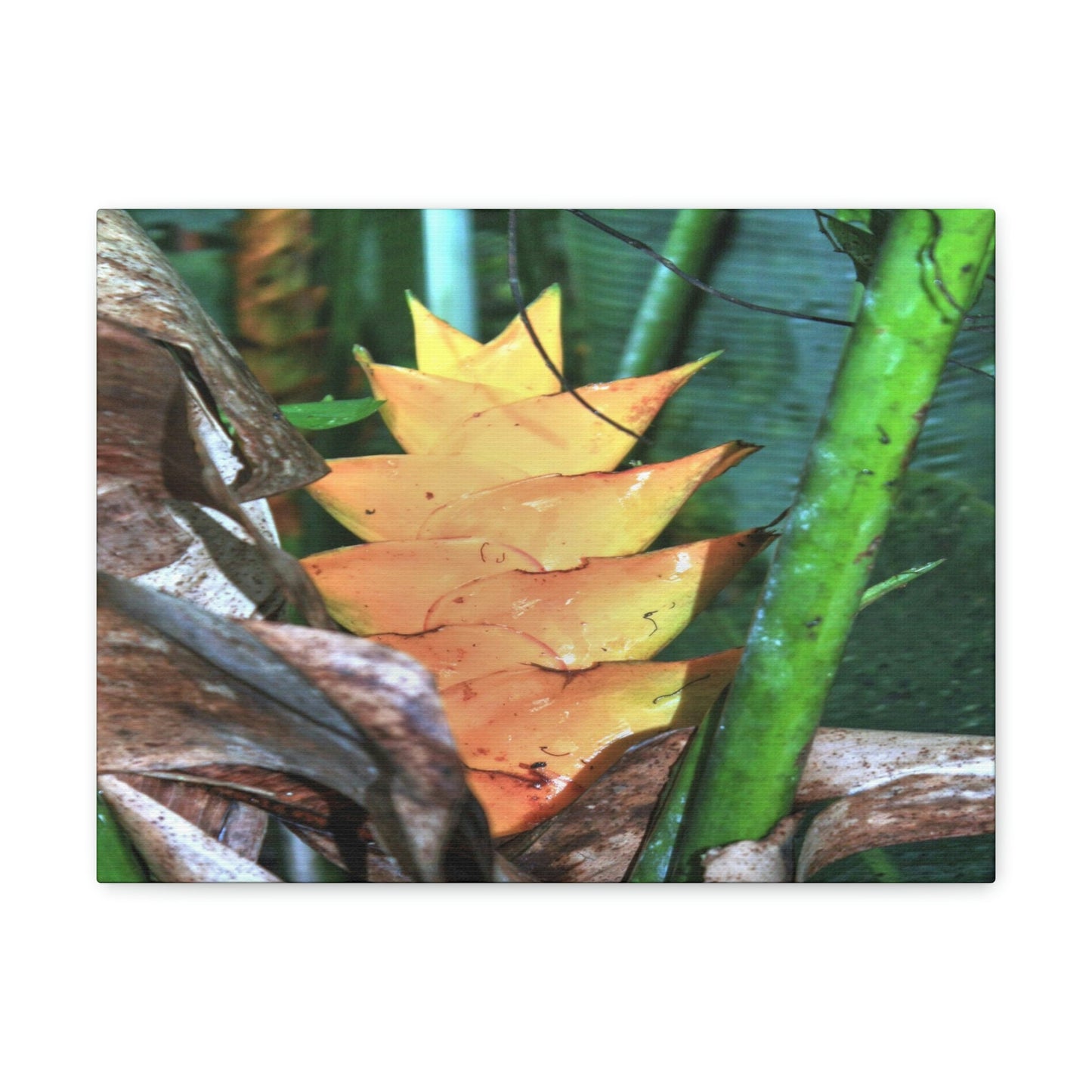EYNF - Canvas Gallery Wraps - The Heliconia tropical flower - closed PR 191 road - El Yunque rainforest PR - Green Forest Home