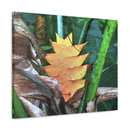 EYNF - Canvas Gallery Wraps - The Heliconia tropical flower - closed PR 191 road - El Yunque rainforest PR - Green Forest Home