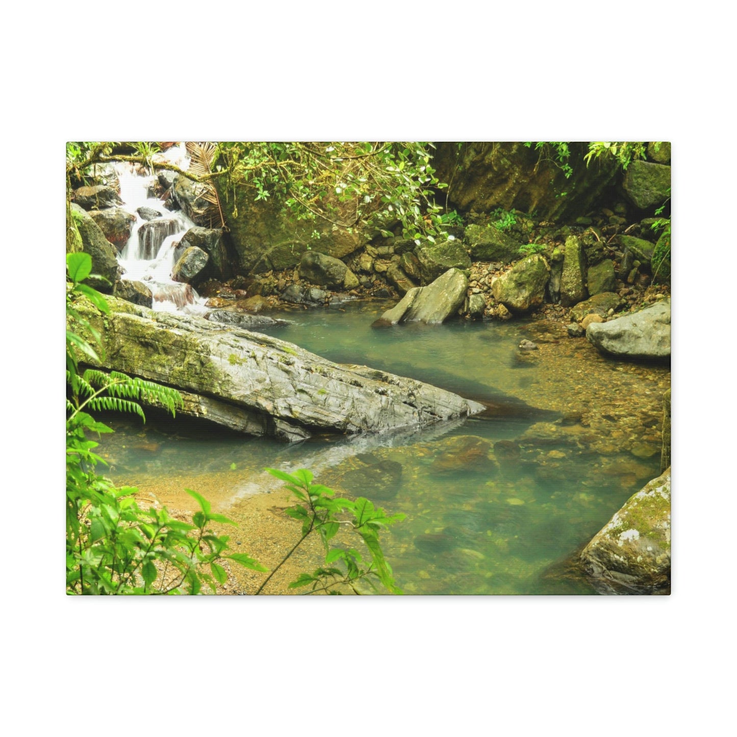 EYNF - Canvas Gallery Wraps - The Magic pond in La Mina river and trail - El Yunque PR - before Hurricane Maria - Green Forest Home