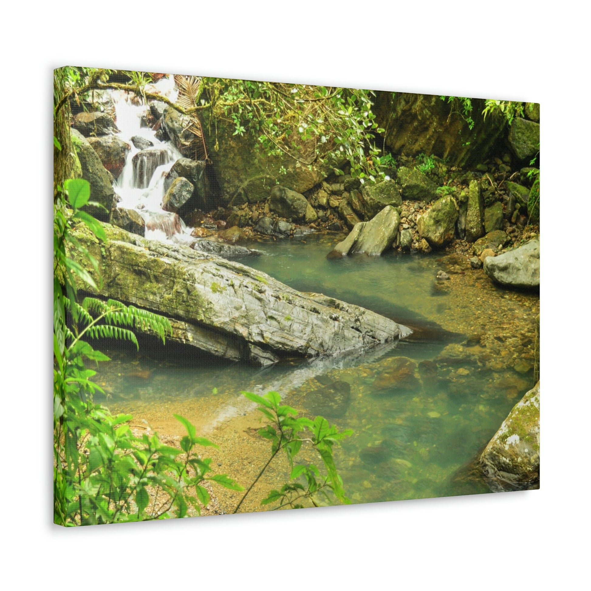 EYNF - Canvas Gallery Wraps - The Magic pond in La Mina river and trail - El Yunque PR - before Hurricane Maria - Green Forest Home