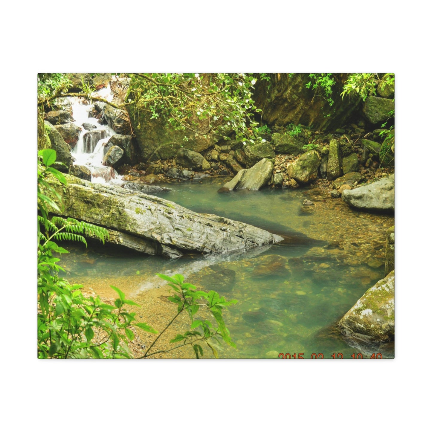 EYNF - Canvas Gallery Wraps - The Magic pond in La Mina river and trail - El Yunque PR - before Hurricane Maria - Green Forest Home