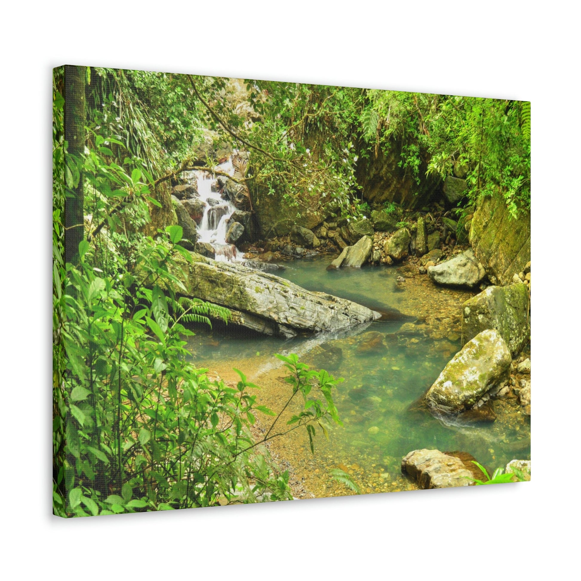 EYNF - Canvas Gallery Wraps - The Magic pond in La Mina river and trail - El Yunque PR - before Hurricane Maria - Green Forest Home