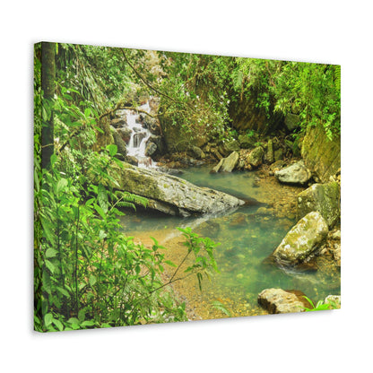 EYNF - Canvas Gallery Wraps - The Magic pond in La Mina river and trail - El Yunque PR - before Hurricane Maria - Green Forest Home