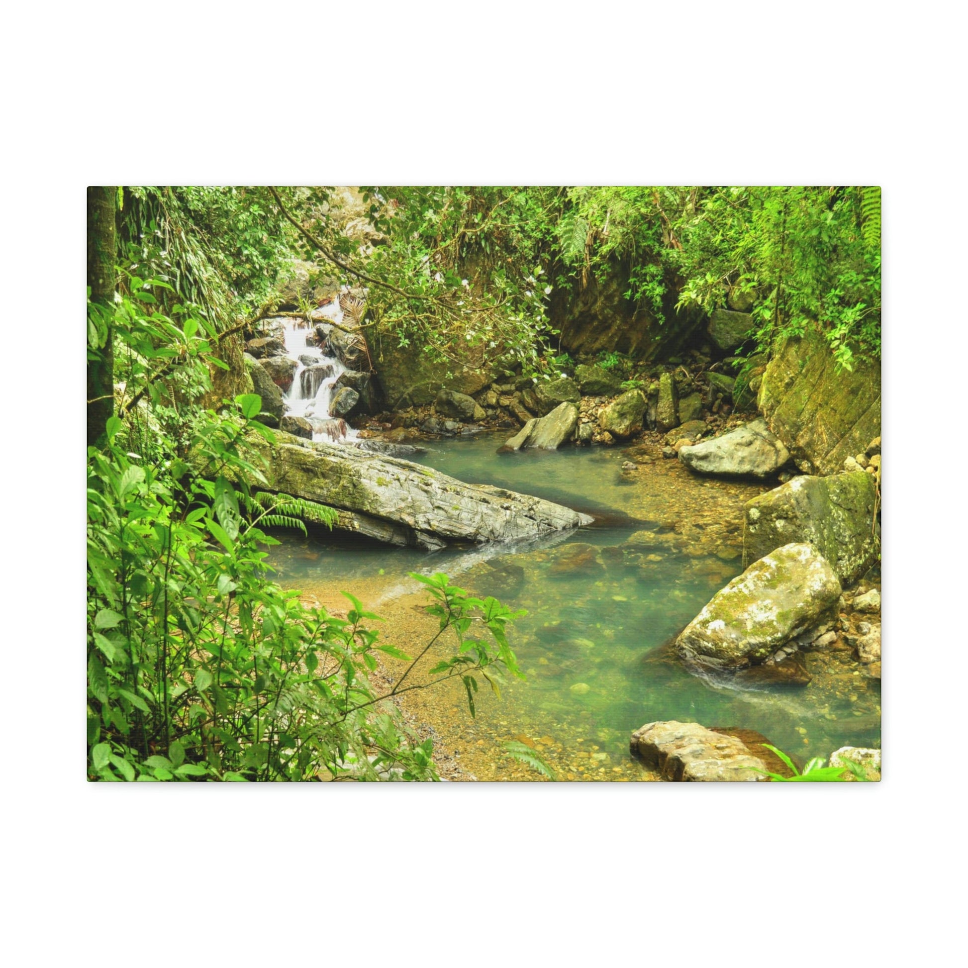 EYNF - Canvas Gallery Wraps - The Magic pond in La Mina river and trail - El Yunque PR - before Hurricane Maria - Green Forest Home