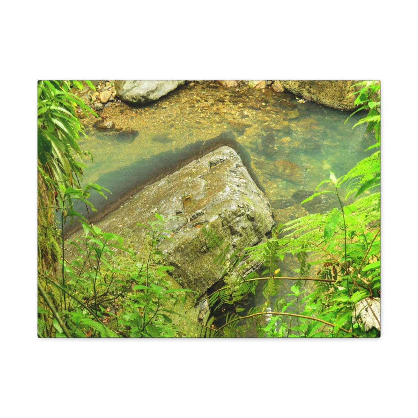 EYNF - Canvas Gallery Wraps - The Magic pond in La Mina river and trail - El Yunque PR - before Hurricane Maria - Green Forest Home