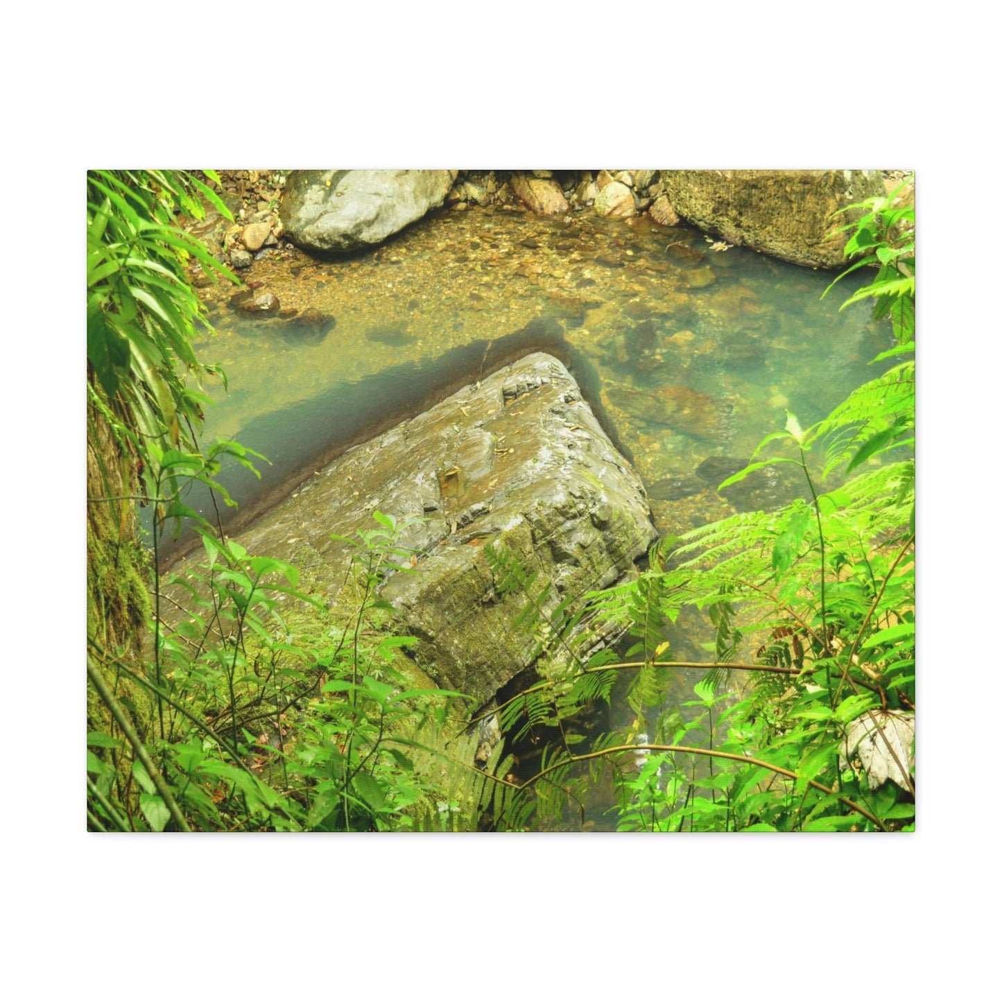 EYNF - Canvas Gallery Wraps - The Magic pond in La Mina river and trail - El Yunque PR - before Hurricane Maria - Green Forest Home