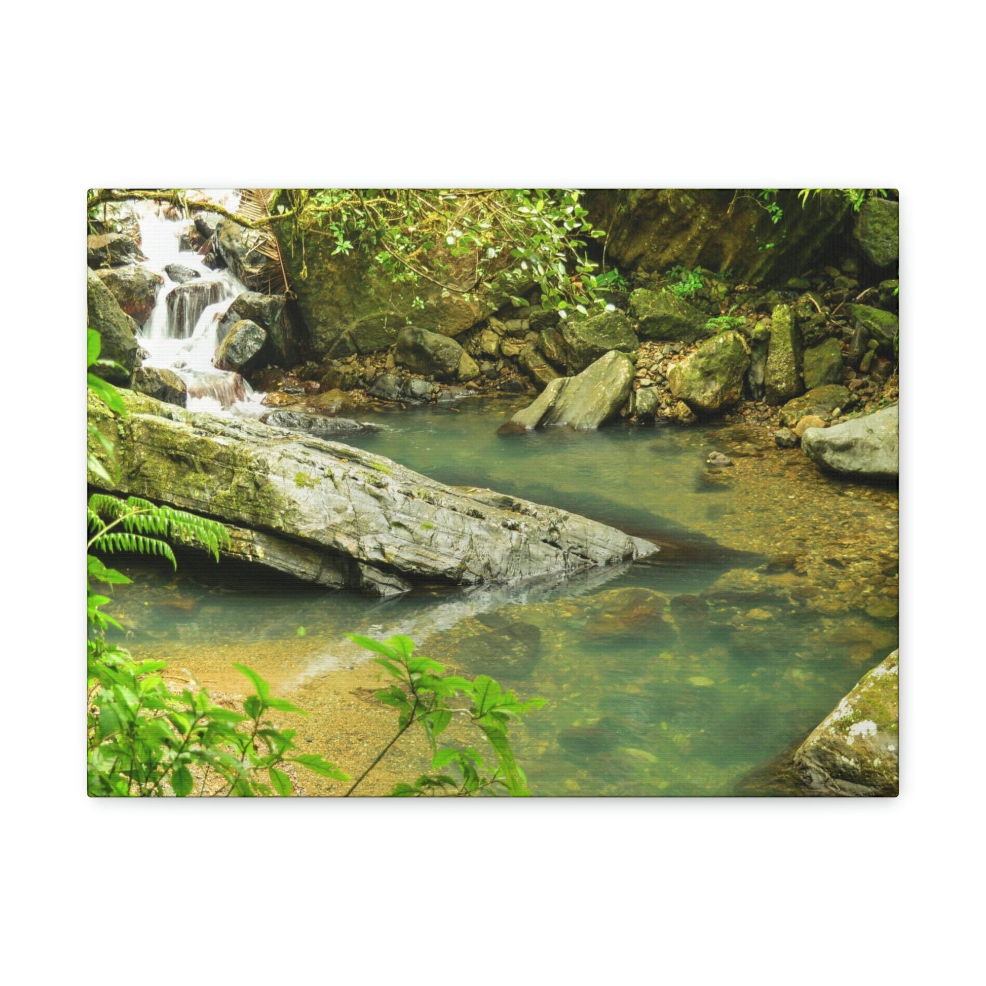 EYNF - Canvas Gallery Wraps - The Magic pond in La Mina river and trail - El Yunque PR - before Hurricane Maria - Green Forest Home