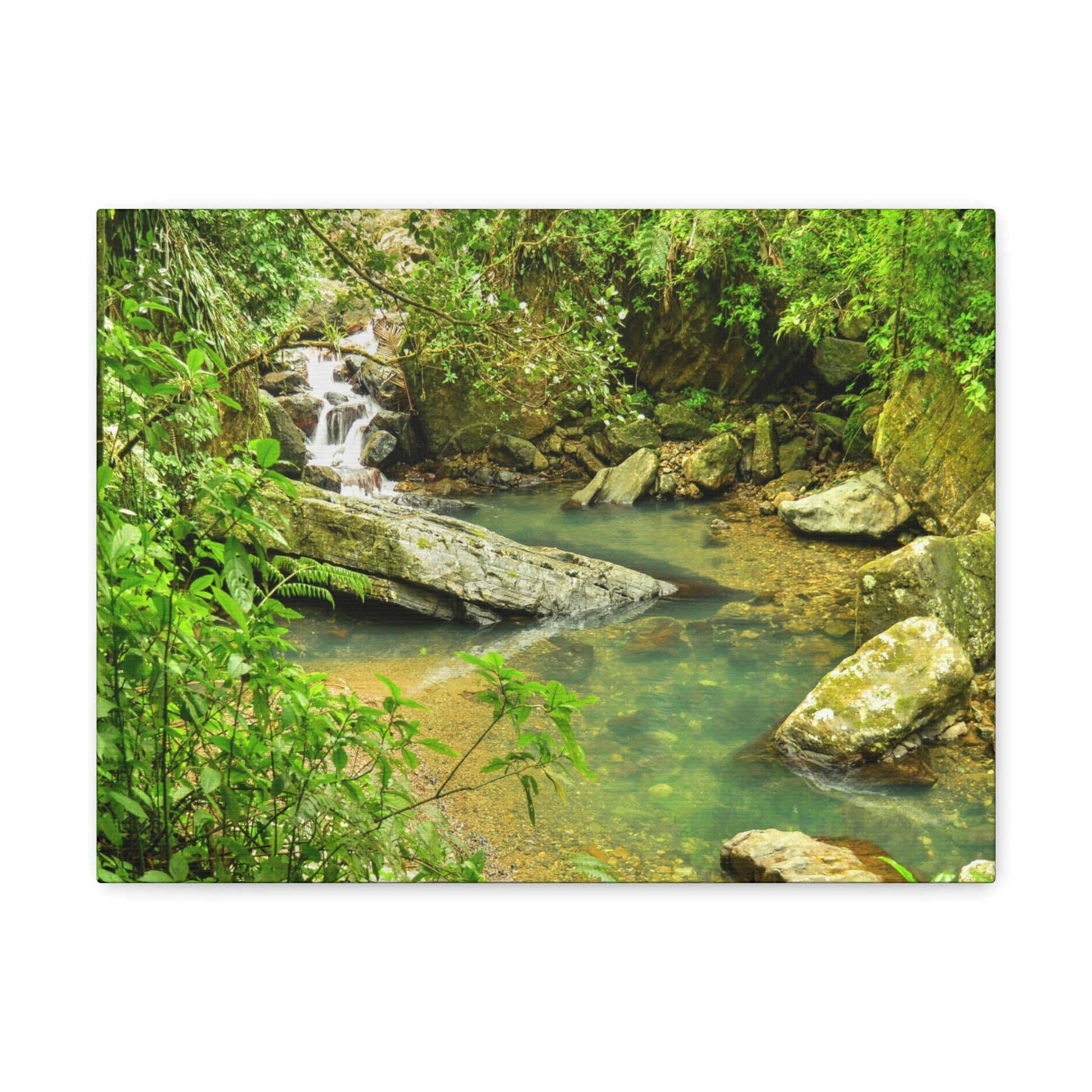 EYNF - Canvas Gallery Wraps - The Magic pond in La Mina river and trail - El Yunque PR - before Hurricane Maria - Green Forest Home