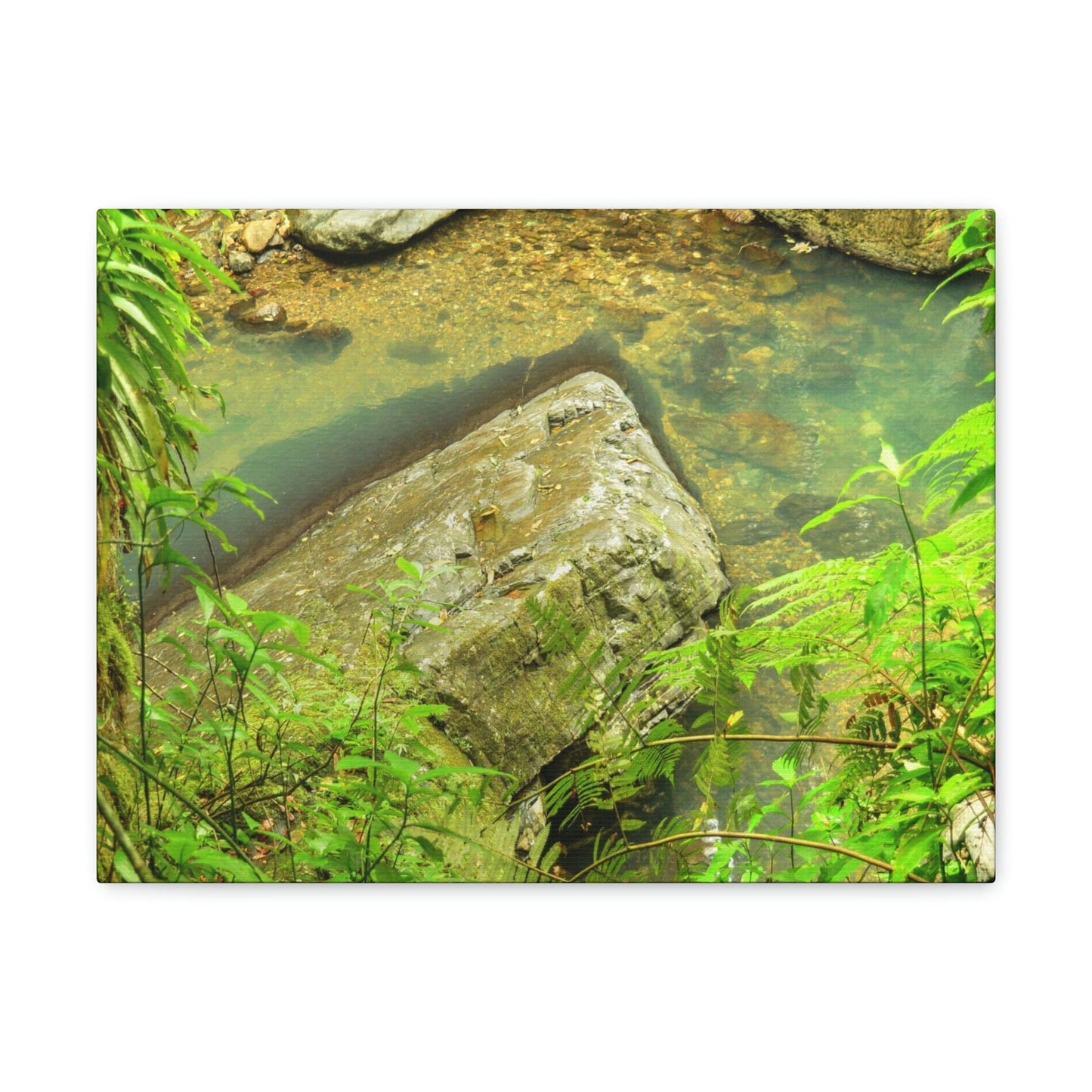 EYNF - Canvas Gallery Wraps - The Magic pond in La Mina river and trail - El Yunque PR - before Hurricane Maria - Green Forest Home