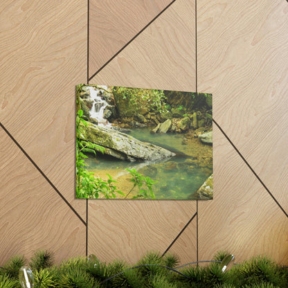 EYNF - Canvas Gallery Wraps - The Magic pond in La Mina river and trail - El Yunque PR - before Hurricane Maria - Green Forest Home