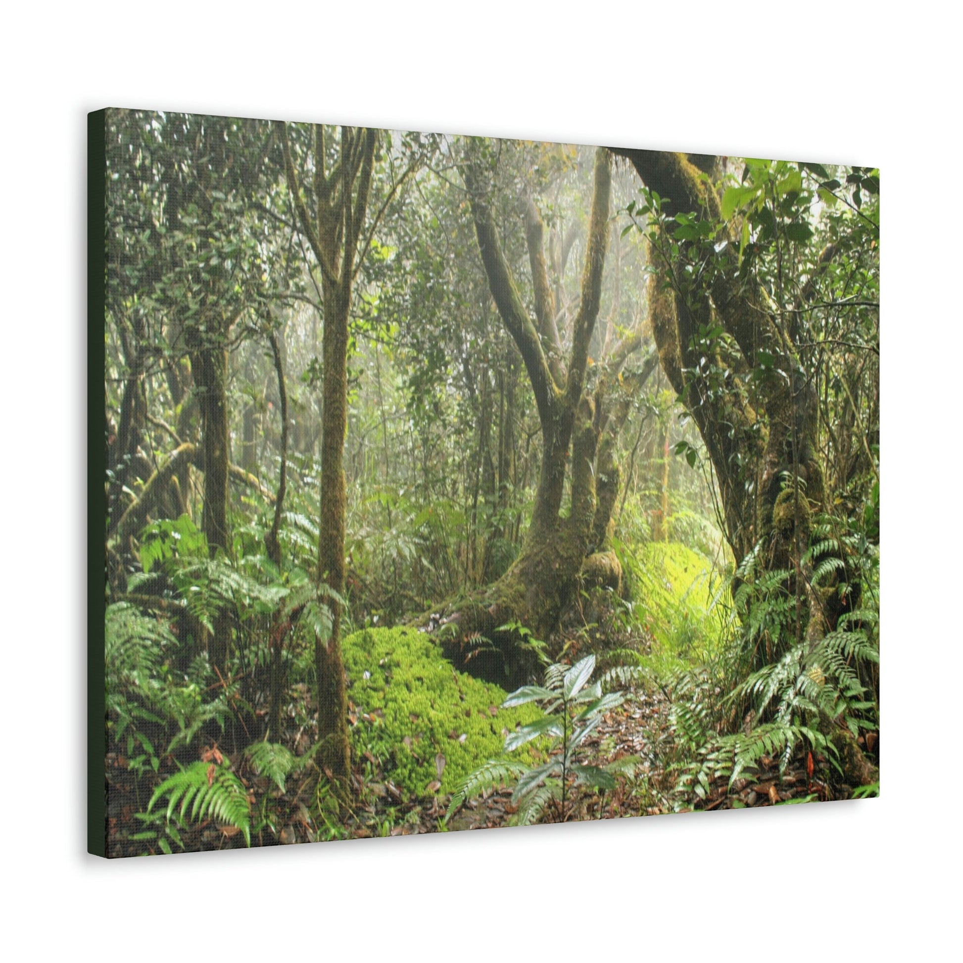 EYNF - Canvas Gallery Wraps - The Paradise path in Tradewinds trail - El Yunque rainforest PR - Green Forest Home