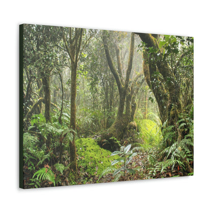 EYNF - Canvas Gallery Wraps - The Paradise path in Tradewinds trail - El Yunque rainforest PR - Green Forest Home