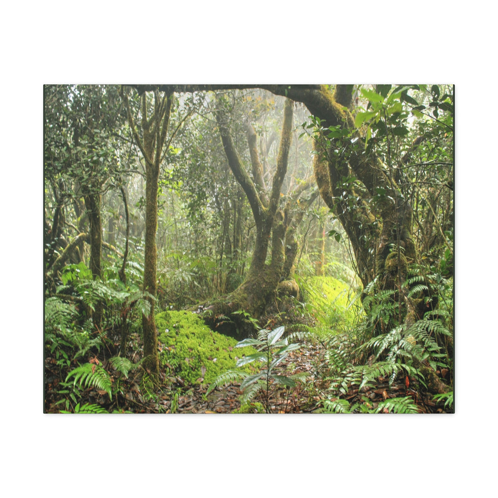 EYNF - Canvas Gallery Wraps - The Paradise path in Tradewinds trail - El Yunque rainforest PR - Green Forest Home