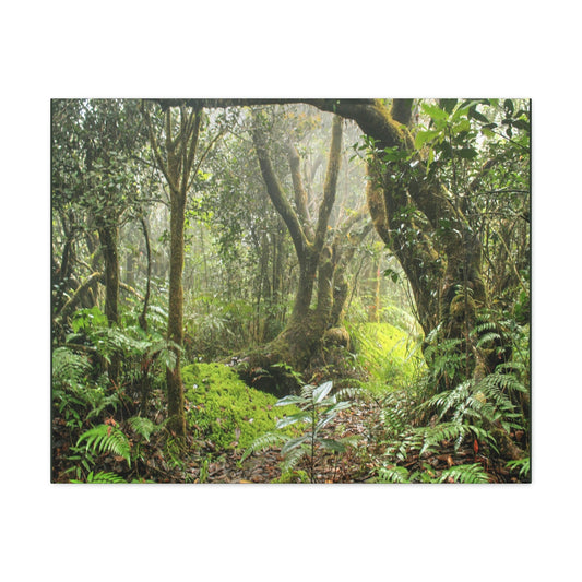 EYNF - Canvas Gallery Wraps - The Paradise path in Tradewinds trail - El Yunque rainforest PR - Green Forest Home