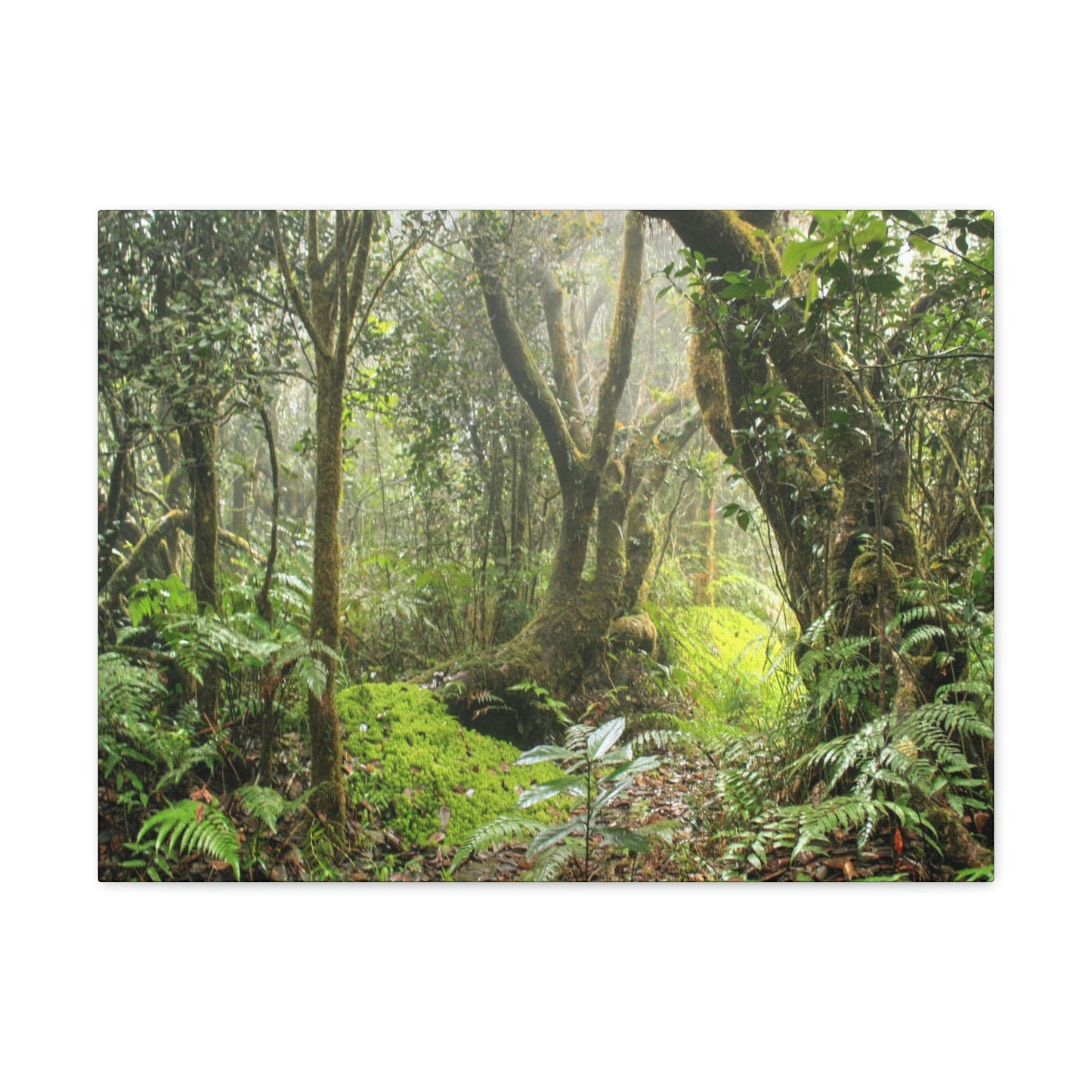 EYNF - Canvas Gallery Wraps - The Paradise path in Tradewinds trail - El Yunque rainforest PR - Green Forest Home