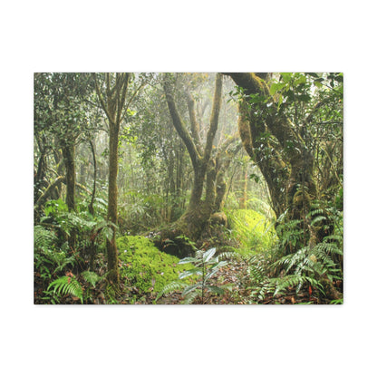 EYNF - Canvas Gallery Wraps - The Paradise path in Tradewinds trail - El Yunque rainforest PR - Green Forest Home