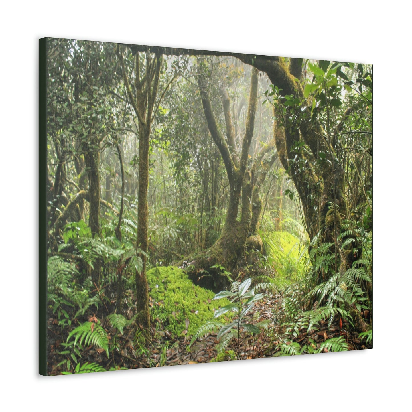 EYNF - Canvas Gallery Wraps - The Paradise path in Tradewinds trail - El Yunque rainforest PR - Green Forest Home