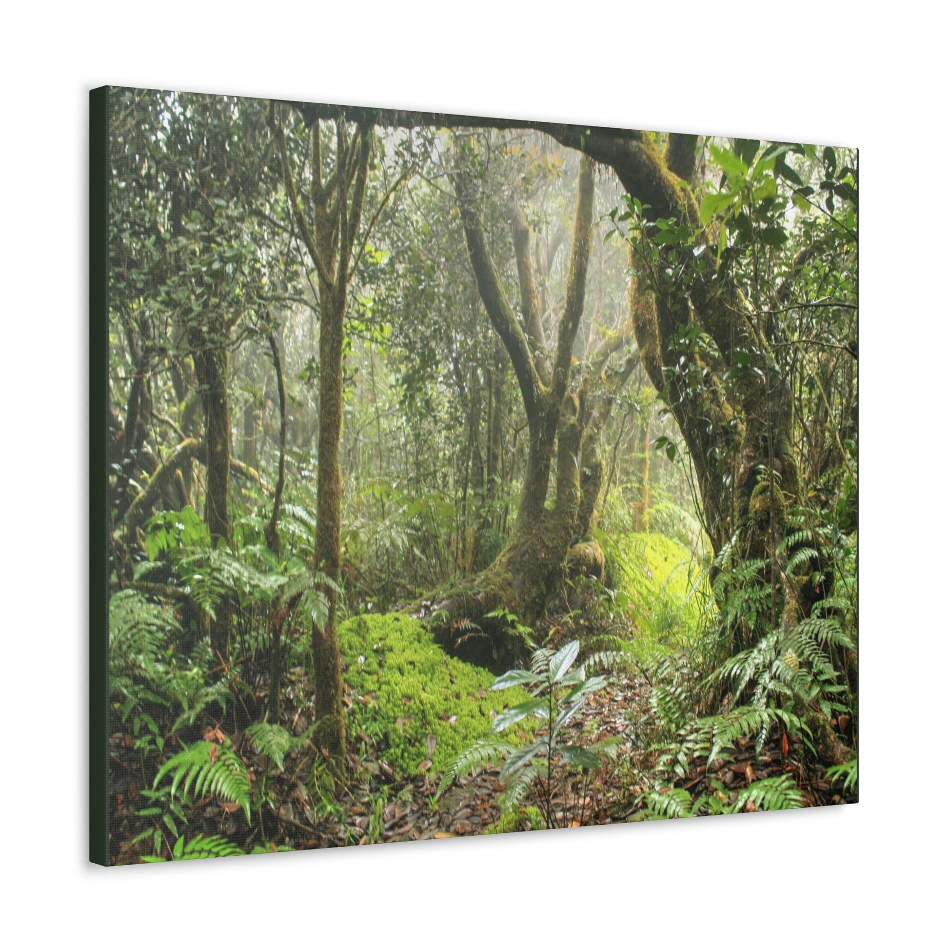 EYNF - Canvas Gallery Wraps - The Paradise path in Tradewinds trail - El Yunque rainforest PR - Green Forest Home