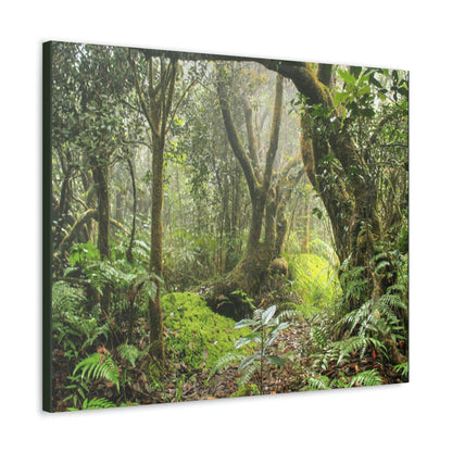 EYNF - Canvas Gallery Wraps - The Paradise path in Tradewinds trail - El Yunque rainforest PR - Green Forest Home
