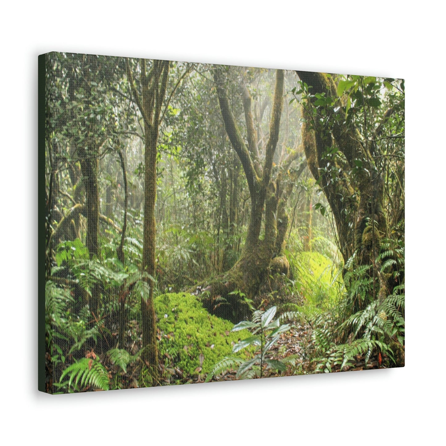 EYNF - Canvas Gallery Wraps - The Paradise path in Tradewinds trail - El Yunque rainforest PR - Green Forest Home