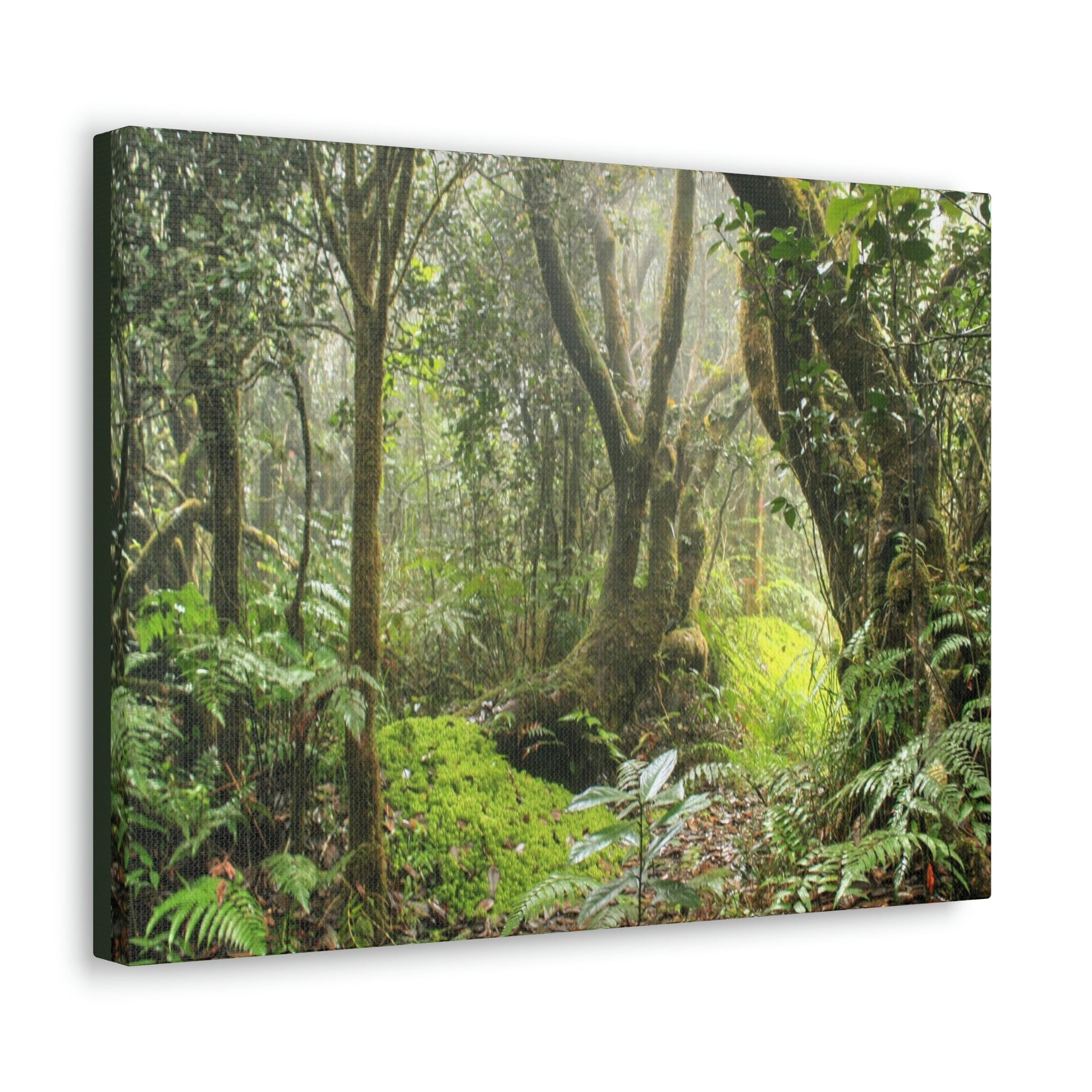 EYNF - Canvas Gallery Wraps - The Paradise path in Tradewinds trail - El Yunque rainforest PR - Green Forest Home