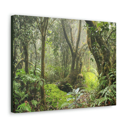 EYNF - Canvas Gallery Wraps - The Paradise path in Tradewinds trail - El Yunque rainforest PR - Green Forest Home