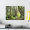 EYNF - Canvas Gallery Wraps - The Paradise path in Tradewinds trail - El Yunque rainforest PR - Green Forest Home