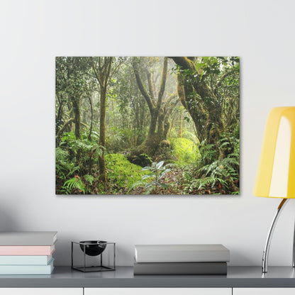 EYNF - Canvas Gallery Wraps - The Paradise path in Tradewinds trail - El Yunque rainforest PR - Green Forest Home