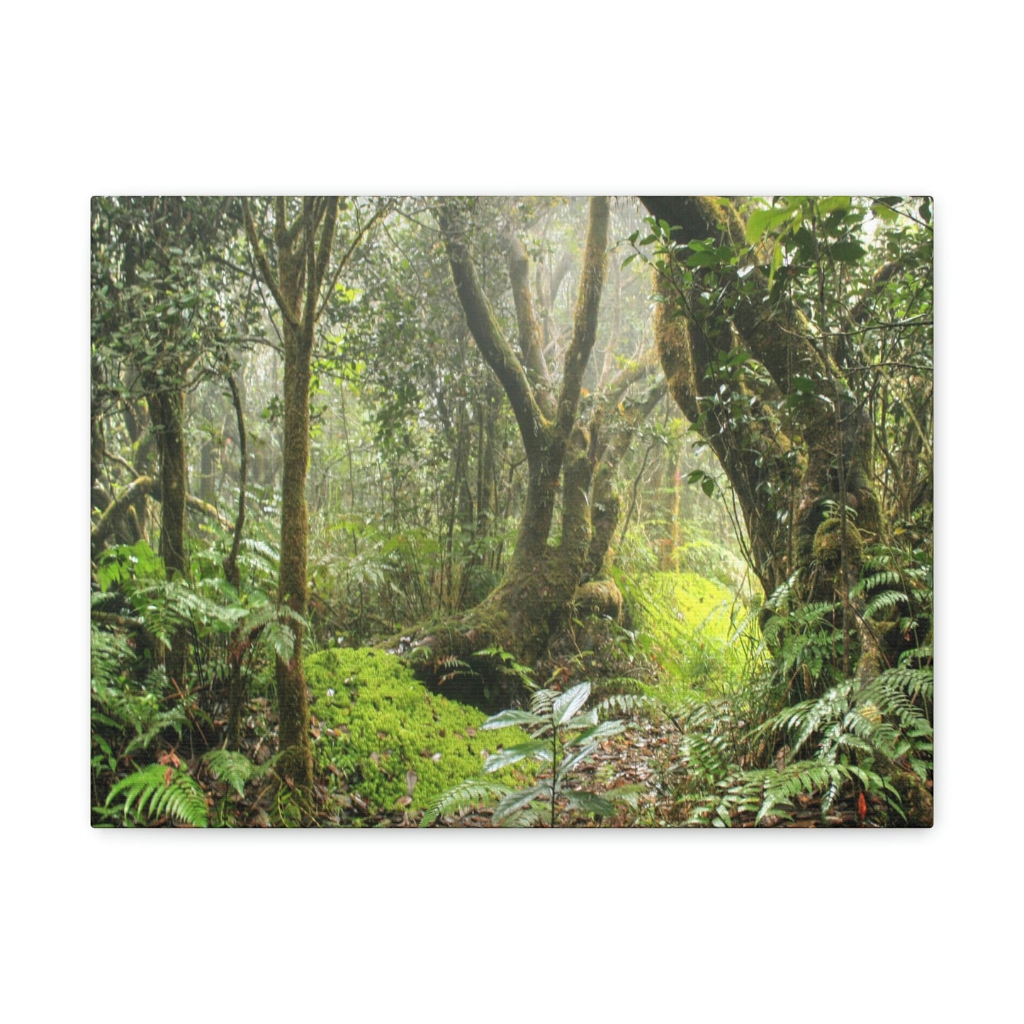 EYNF - Canvas Gallery Wraps - The Paradise path in Tradewinds trail - El Yunque rainforest PR - Green Forest Home