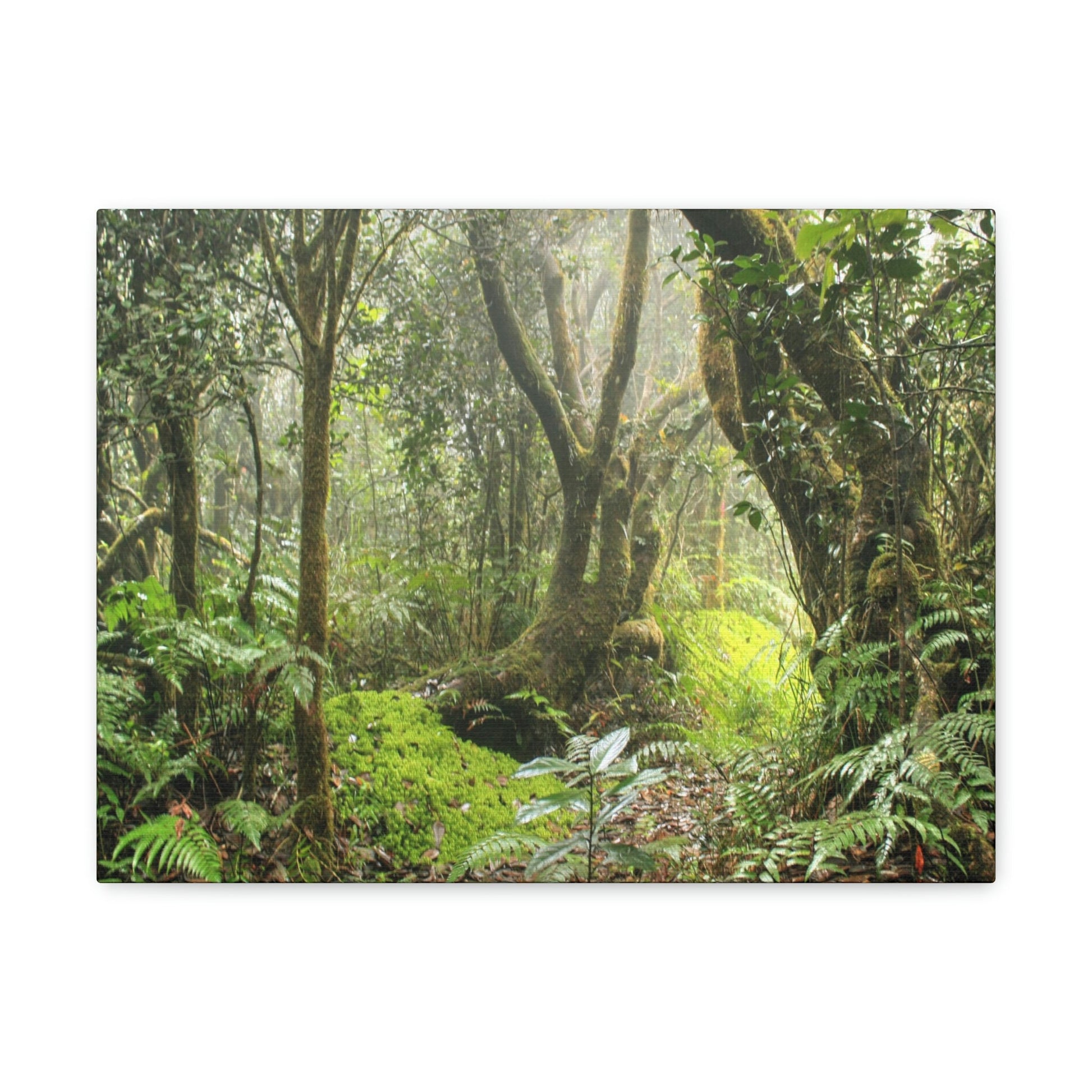 EYNF - Canvas Gallery Wraps - The Paradise path in Tradewinds trail - El Yunque rainforest PR - Green Forest Home