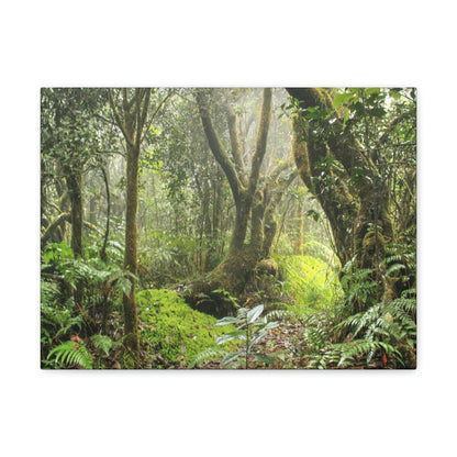 EYNF - Canvas Gallery Wraps - The Paradise path in Tradewinds trail - El Yunque rainforest PR - Green Forest Home
