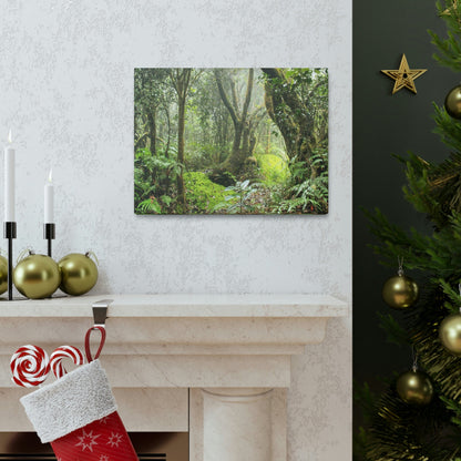 EYNF - Canvas Gallery Wraps - The Paradise path in Tradewinds trail - El Yunque rainforest PR - Green Forest Home